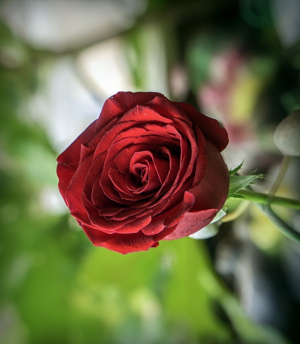 Diada de Sant Jordi 2021